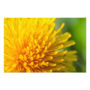 Recherche de taraxacum posters Nature
