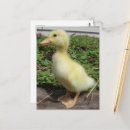Search for baby ducklings postcards Poultry