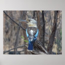 Search for australian animal posters Kookaburra