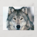 Recherche de loups cartes postales Animaux