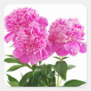 Recherche de bouquet de pivoine autocollants Poney