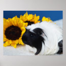 Recherche de cochon posters Mignon