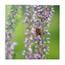 Search for ladybird tiles Nature
