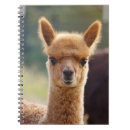 Search for alpaca notebooks Adorable