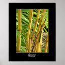 Search for bamboo posters Nature