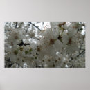 Recherche de prune posters Fleur de prune