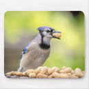 Search for jay mousepads Wild