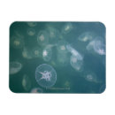 Recherche de méduse magnets Animal