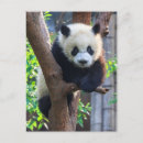 Recherche de pandas géants cartes postales Nature