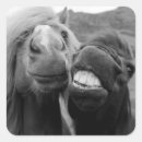 Search for horse photo stickers Funny