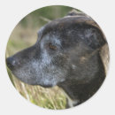 Search for american staffordshire terrier stickers Pit