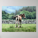 Recherche de poulain posters Chevaux