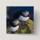 Search for puffins buttons Europe