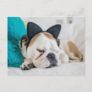Recherche de chien endormi posters Animaux