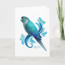 Search for conures cards Parrots