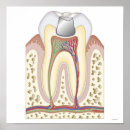 Search for dental posters Medical