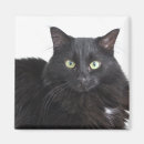 Recherche de brouillé magnets Pelucheux