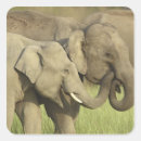 Search for asian elephant stickers Wildlife