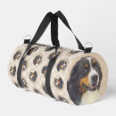 Recherche de bernese mountain dog Chiot