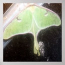 Search for luna moth art Green