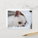 Search for dog photos postcards Puppy