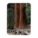 Search for sequoia magnets Travel