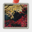 Search for japanese maple ornaments Autumn