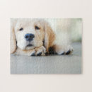 Search for golden retriever puppy puzzles Animal