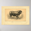 Recherche de bétail posters Taureau