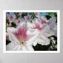 Search for azalea art Rhododendrons