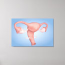 Recherche de vagin posters Système reproducteur