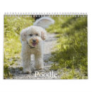 Recherche de caniche bureau fournitures Chiot