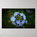 Search for phlox Summer