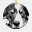 Search for border collie ornaments Animal