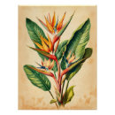 Recherche de oiseaux vintages posters Jungle