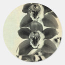 Search for orchid flower stickers Photography