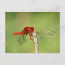 Recherche de corps cartes postales Tenue