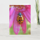 Search for lady bug cards Ladybirds
