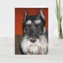 Search for schnauzer dog cards Photography