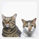 Search for cat background stickers Feline