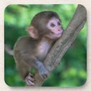 Search for baby monkey coasters Young animal