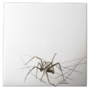 Search for spider web tiles Insect