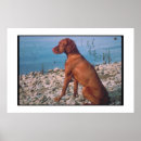 Recherche de vizsla posters Chien