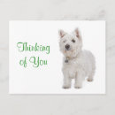 Recherche de westies cartes postales Chien