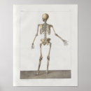 Search for vintage medical skeleton posters Bones