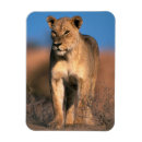 Recherche de panthera magnets Grand félin