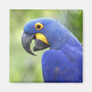 Recherche de comportement magnets Faune