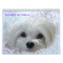 Search for maltese calendars Maltese dog pictures