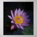 Search for waterlilly posters Purple