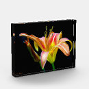Search for daylily Photography